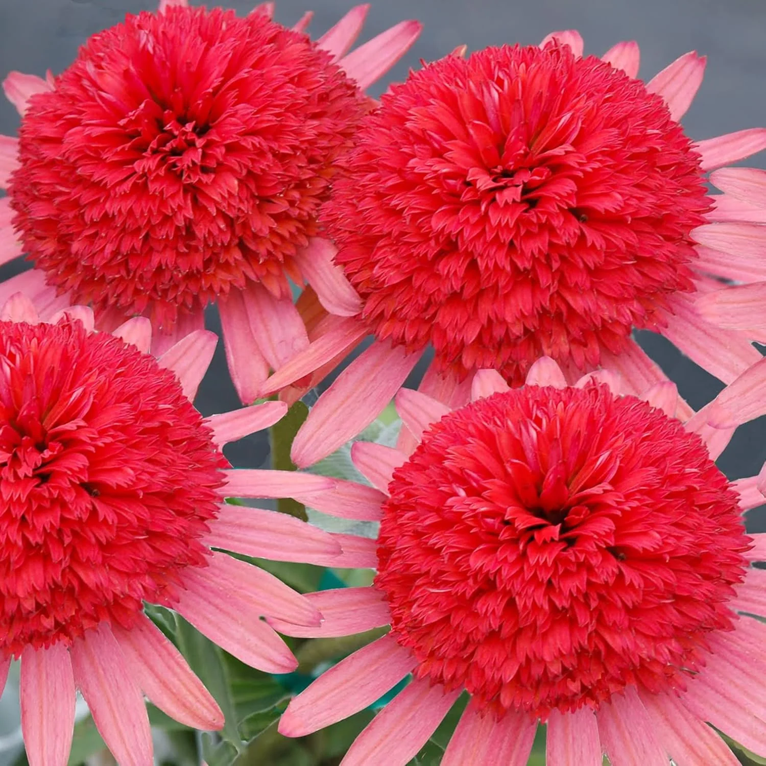 Echinacea Seeds (Secret Passion Echinacea Seeds) - Fragrant Perennial Blooms for Gardens - Image 3