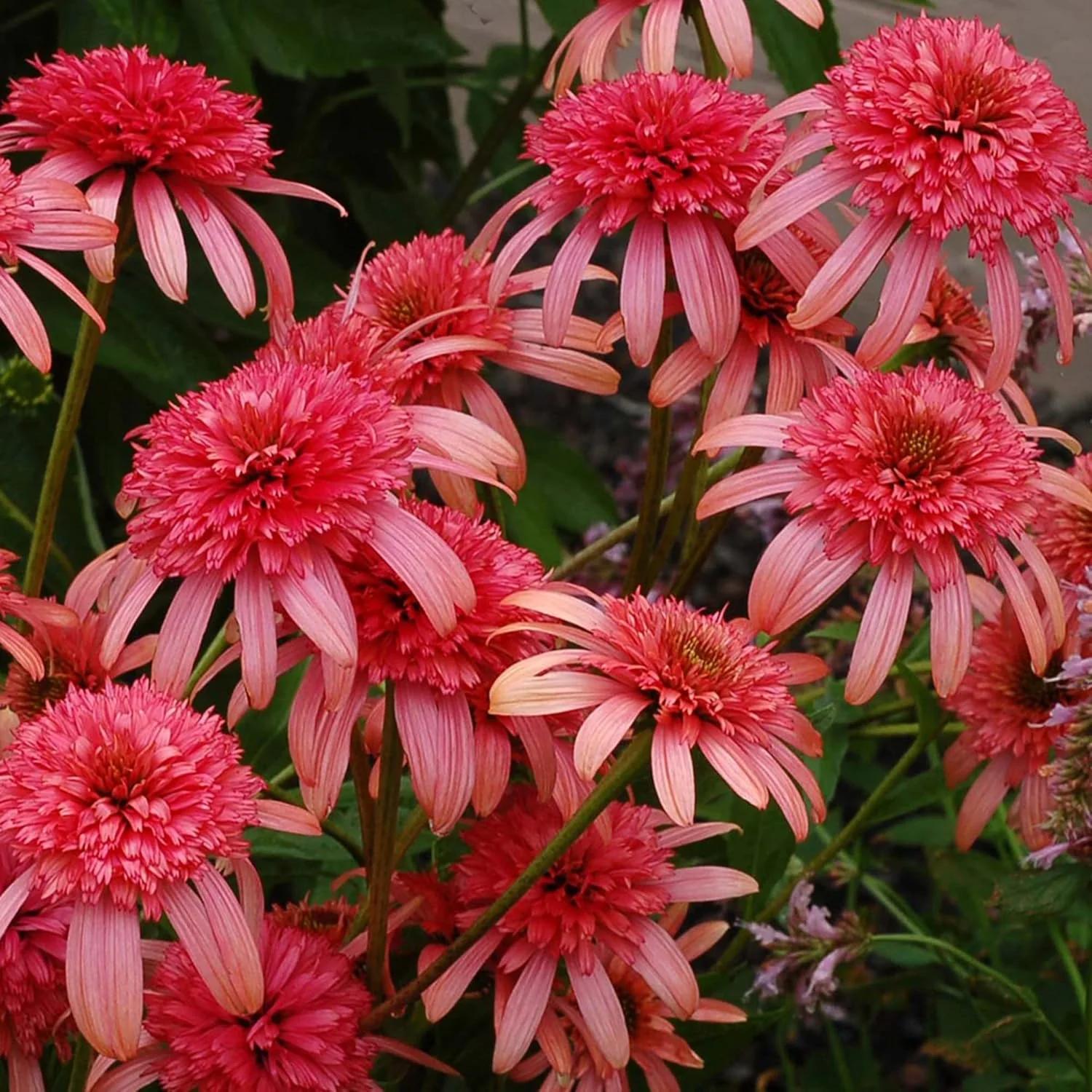 Echinacea Seeds (Secret Passion Echinacea Seeds) - Fragrant Perennial Blooms for Gardens - Image 4
