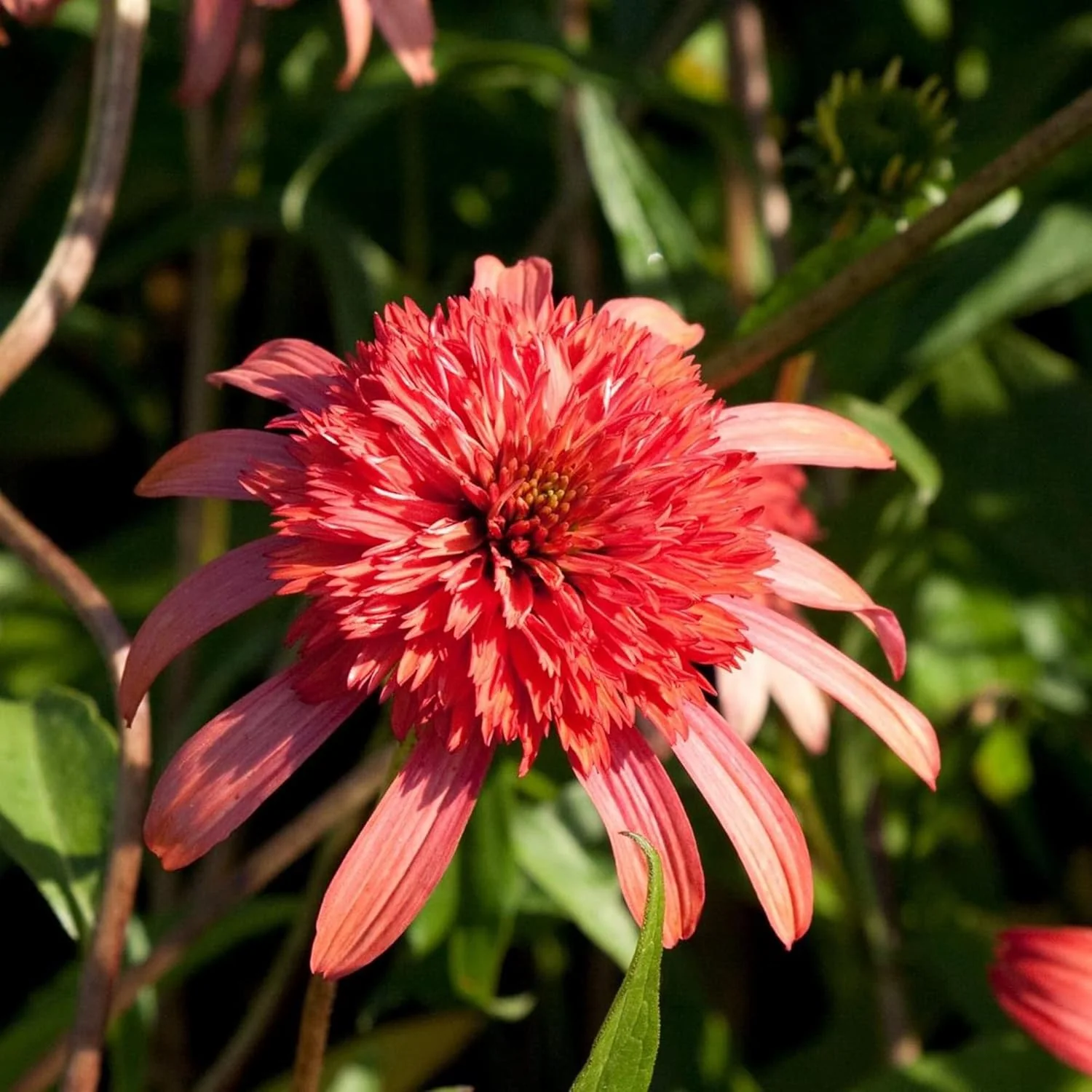 Echinacea Seeds (Secret Passion Echinacea Seeds) - Fragrant Perennial Blooms for Gardens - Image 5