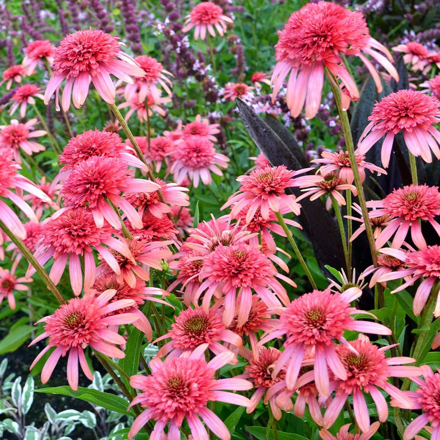 Echinacea Seeds (Secret Passion Echinacea Seeds) - Fragrant Perennial Blooms for Gardens - Image 6