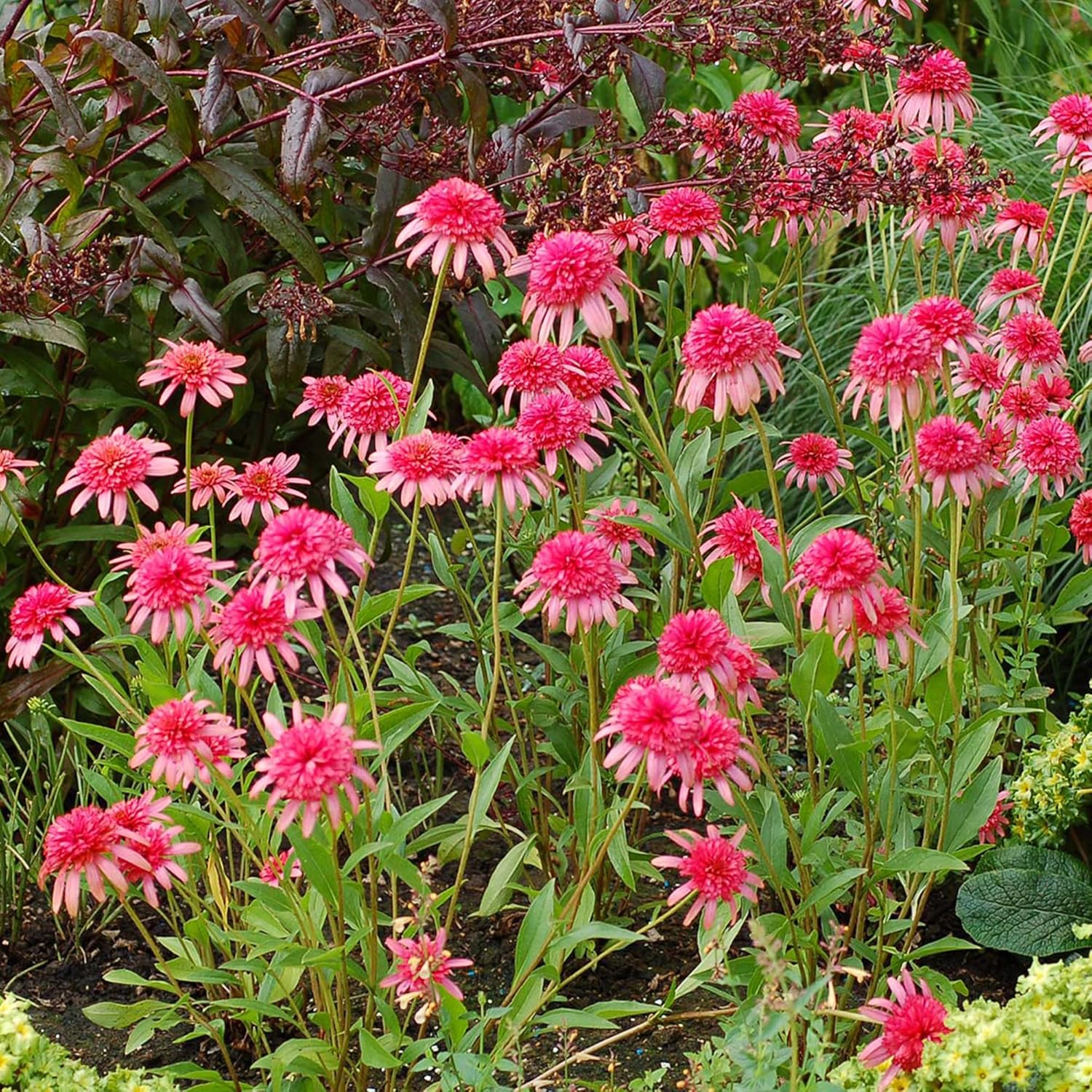 Echinacea Seeds (Secret Passion Echinacea Seeds) - Fragrant Perennial Blooms for Gardens - Image 7
