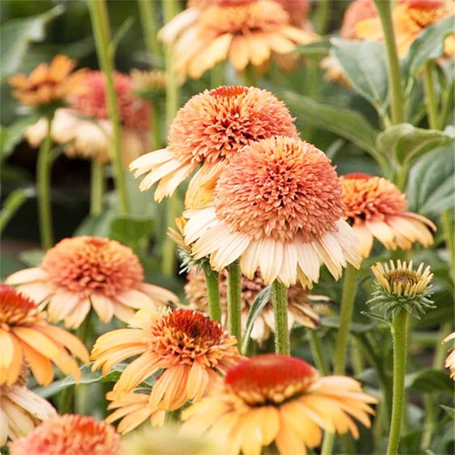 Echinacea 'Supreme Cantaloupe' Flower Seeds | Orange Coneflower Seeds for Planting - Image 3