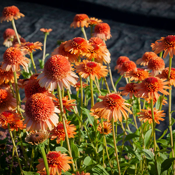 Echinacea 'Supreme Cantaloupe' Flower Seeds - Vibrant Orange-Red Coneflower
