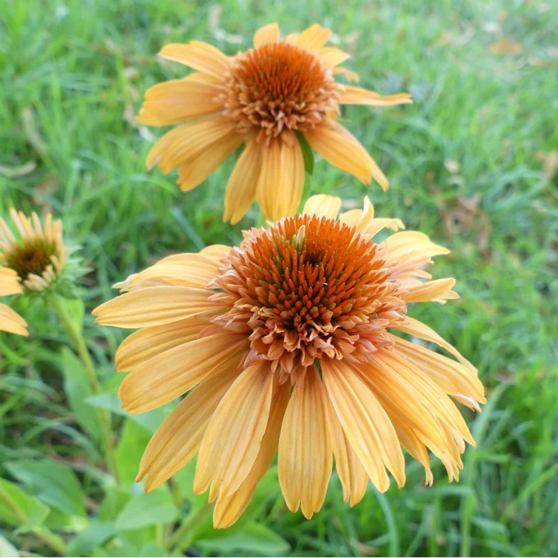 Echinacea 'Supreme Cantaloupe' Flower Seeds - Vibrant Orange-Red Coneflower - Image 3