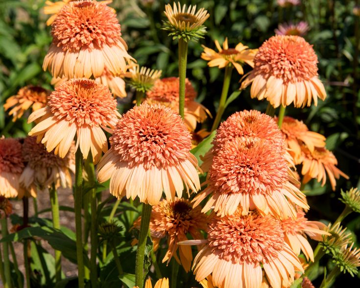 Echinacea 'Supreme Cantaloupe' Flower Seeds - Vibrant Orange-Red Coneflower - Image 4