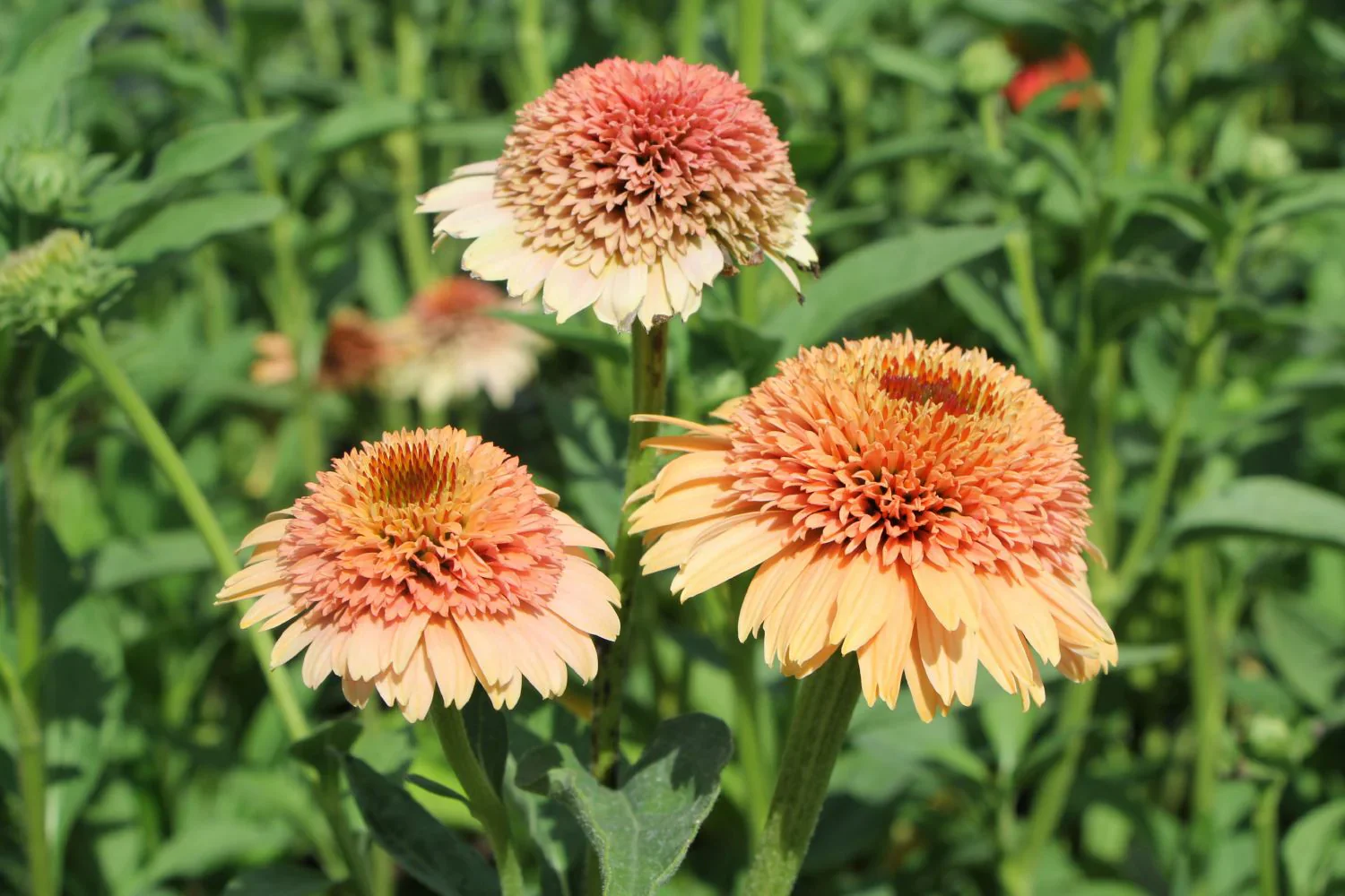 Echinacea 'Supreme Cantaloupe' Flower Seeds - Vibrant Orange-Red Coneflower - Image 5