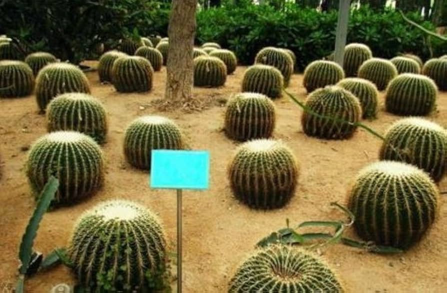 Echinocactus Grusonii Golden Barrel Cactus Seeds for Planting - 100 pcs