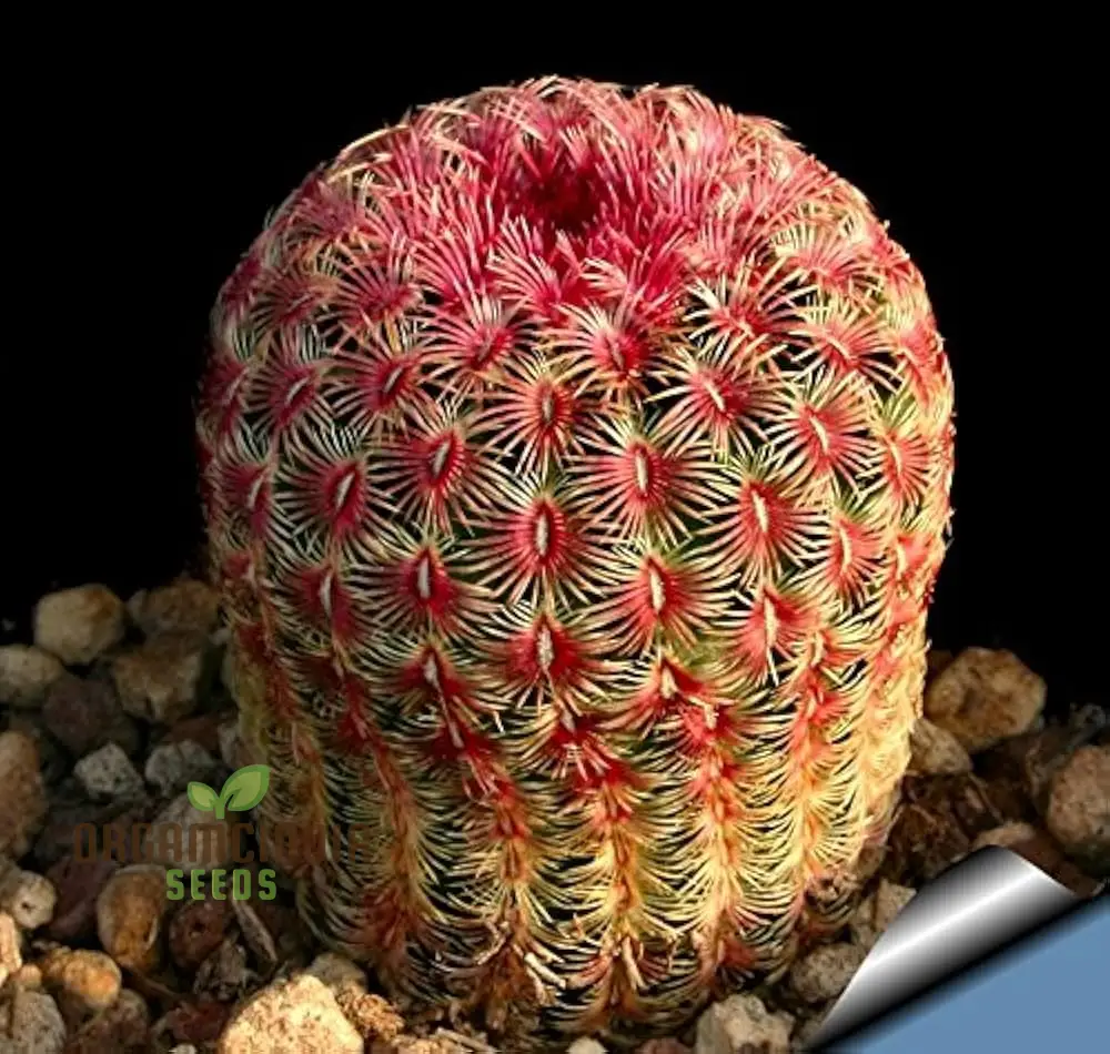 Echinocereus Rigidissimus Rubrispinus Cactus Seeds - Planting Guide Included for Exotic Cactus Variety