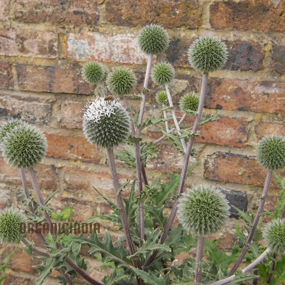 Echinops Tienshanica 'Blue Glow' Flower Seeds, Premium Quality Organic Seeds for Planting