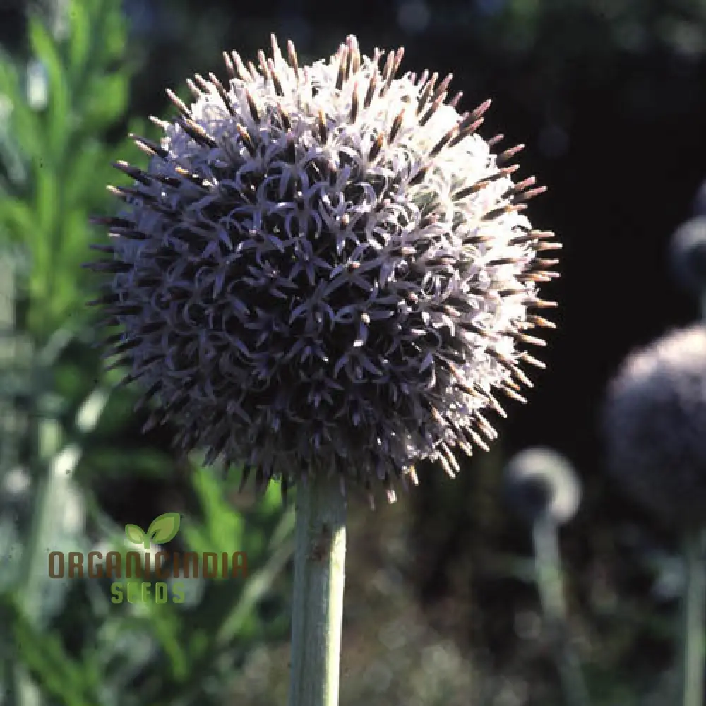 Echinops Tienshanica 'Blue Glow' Flower Seeds, Premium Quality Organic Seeds for Planting - Image 3