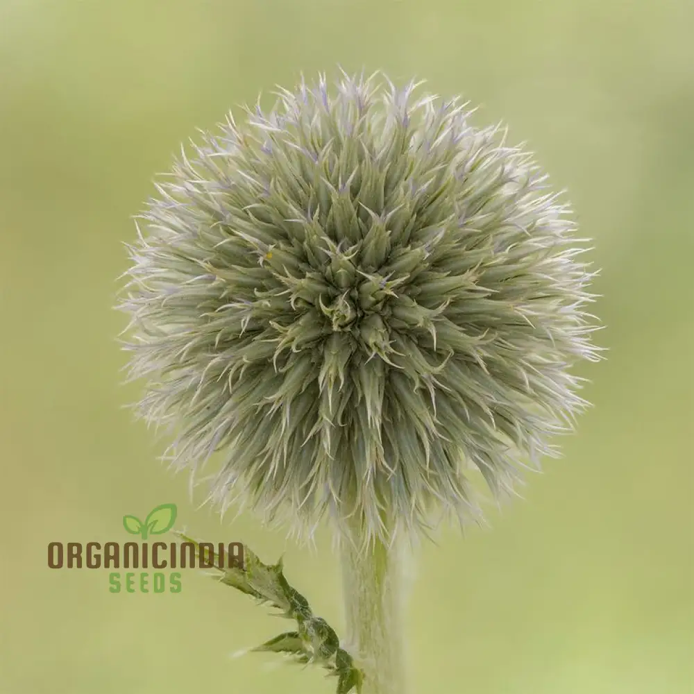 Echinops Tienshanica 'Blue Glow' Flower Seeds, Premium Quality Organic Seeds for Planting - Image 4