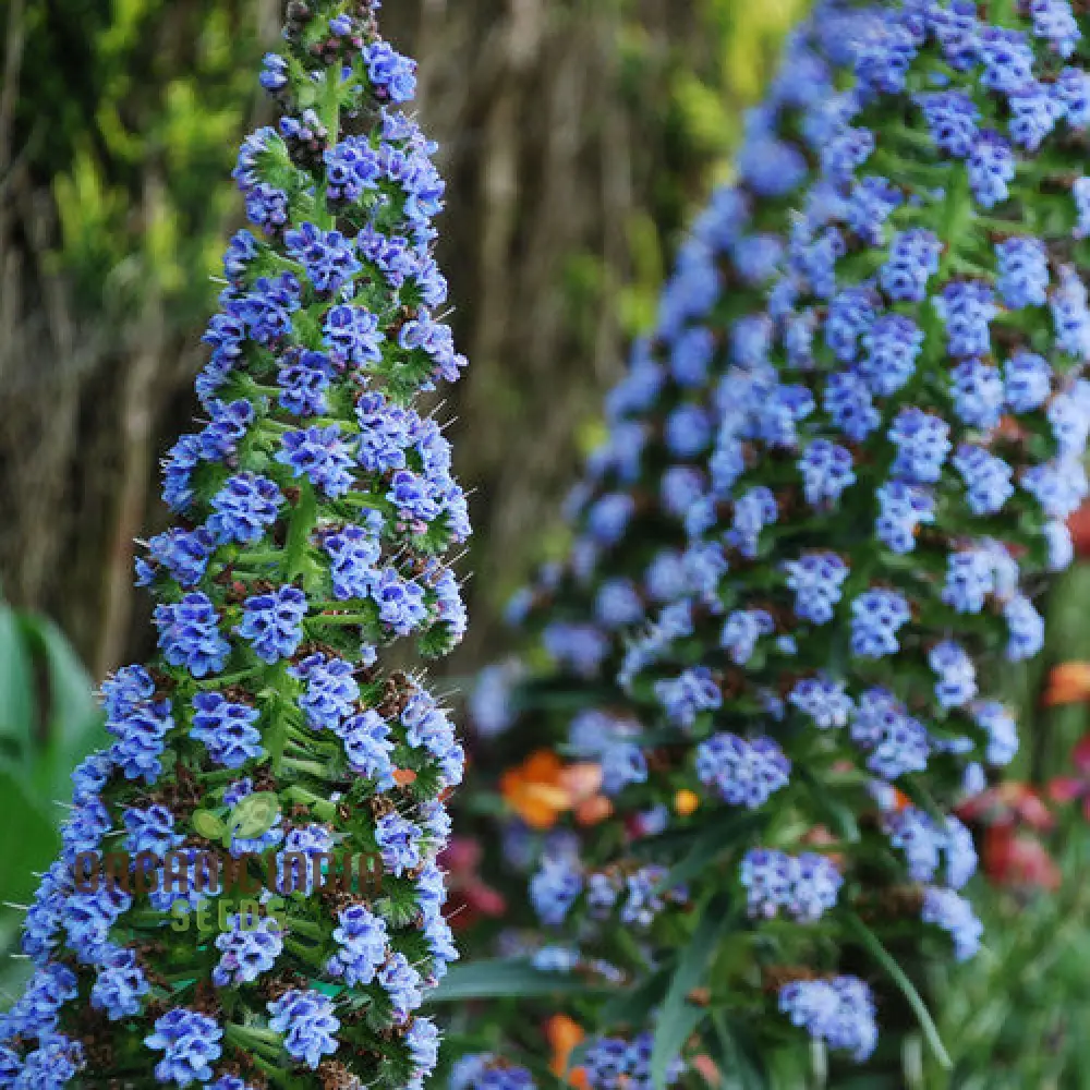 Echium 'Blue Dwarf' Flower Seeds For Planting, Compact Beauty for Your Garden