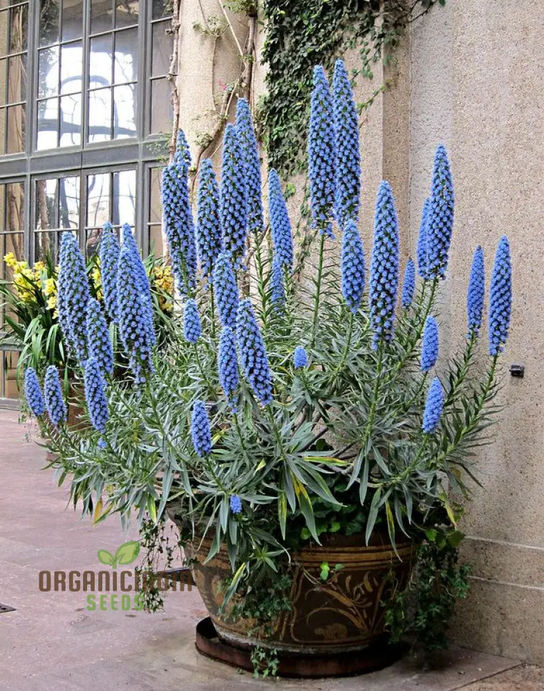 Echium 'Blue Dwarf' Flower Seeds For Planting, Compact Beauty for Your Garden - Image 3