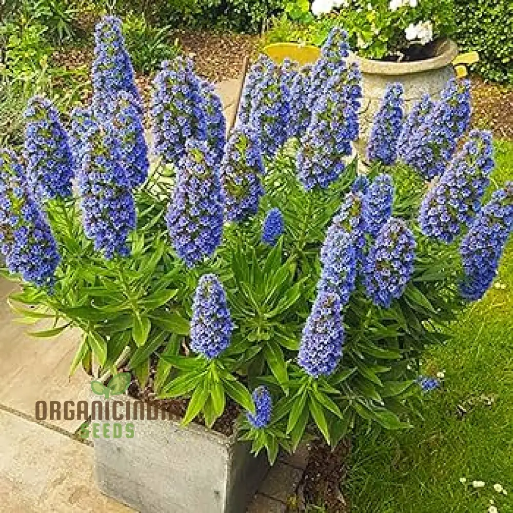 Echium 'Blue Dwarf' Flower Seeds For Planting, Compact Beauty for Your Garden - Image 4