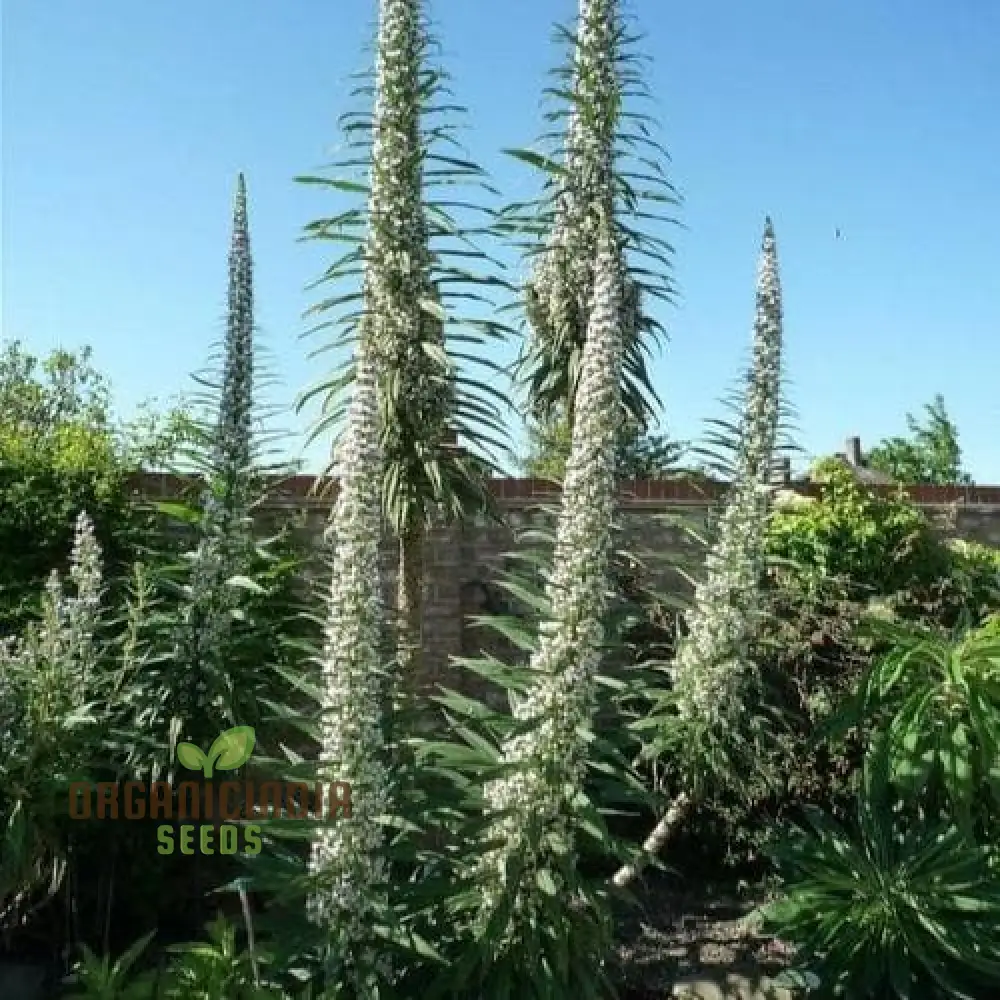 Echium 'Blue Towers' Flower Seeds For Planting, Towering Beauty for Your Garden - Image 4
