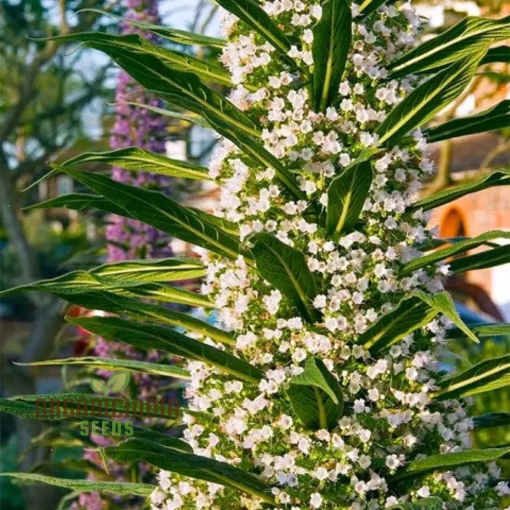 Echium Seeds (Echium Pininana Snow Tower Seeds) - Majestic White Blossoms for Gardens