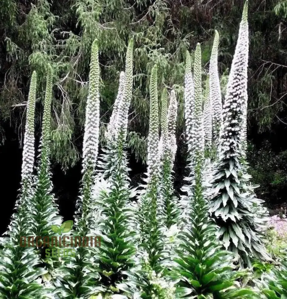 Echium Seeds (Echium Pininana Snow Tower Seeds) - Majestic White Blossoms for Gardens - Image 3