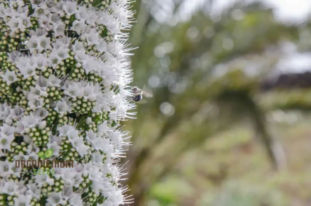 Echium Seeds (Echium Pininana Snow Tower Seeds) - Majestic White Blossoms for Gardens - Image 4