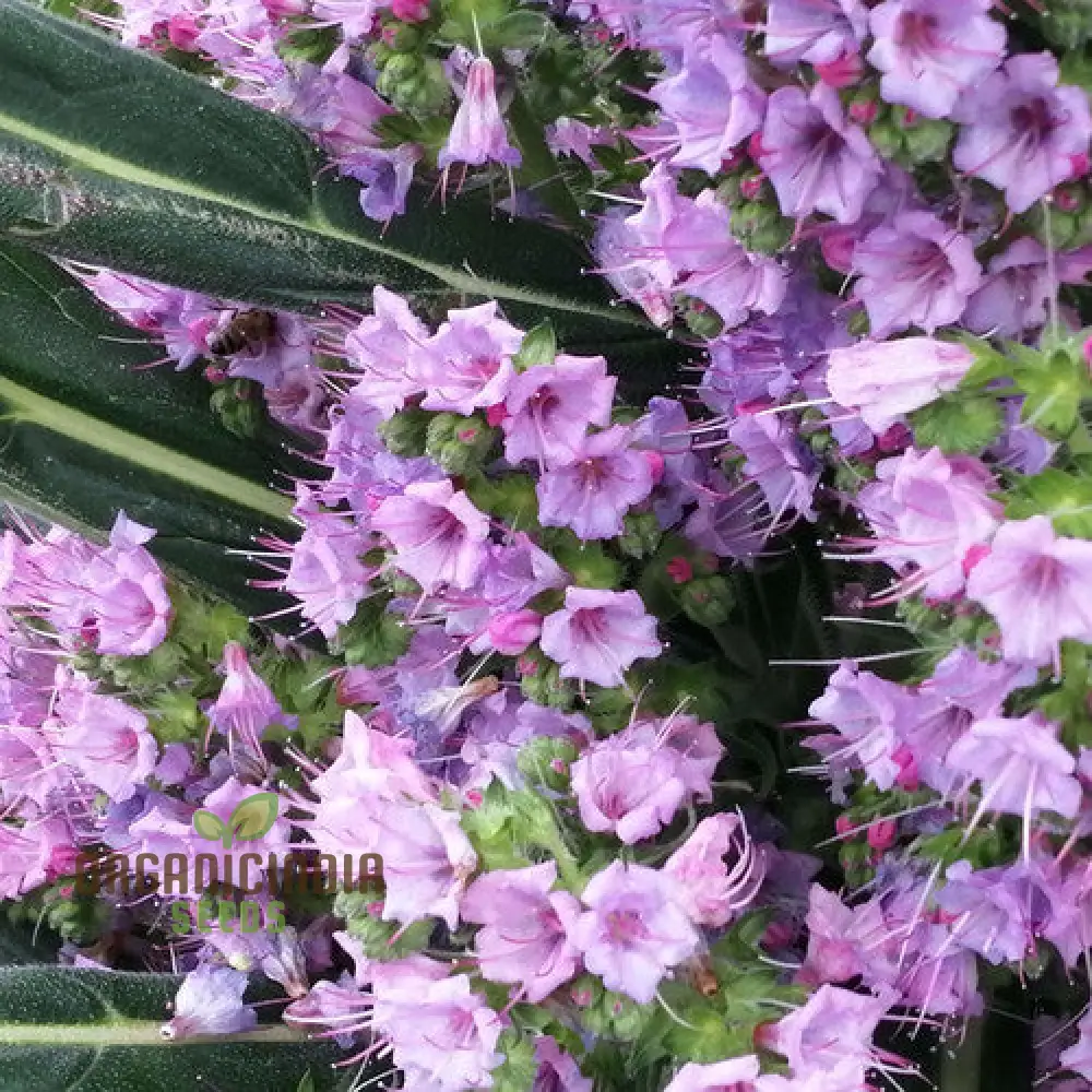Echium 'Pink Pillars' Flower Seeds For Planting, Elegant Vertical Blooms for Your Garden
