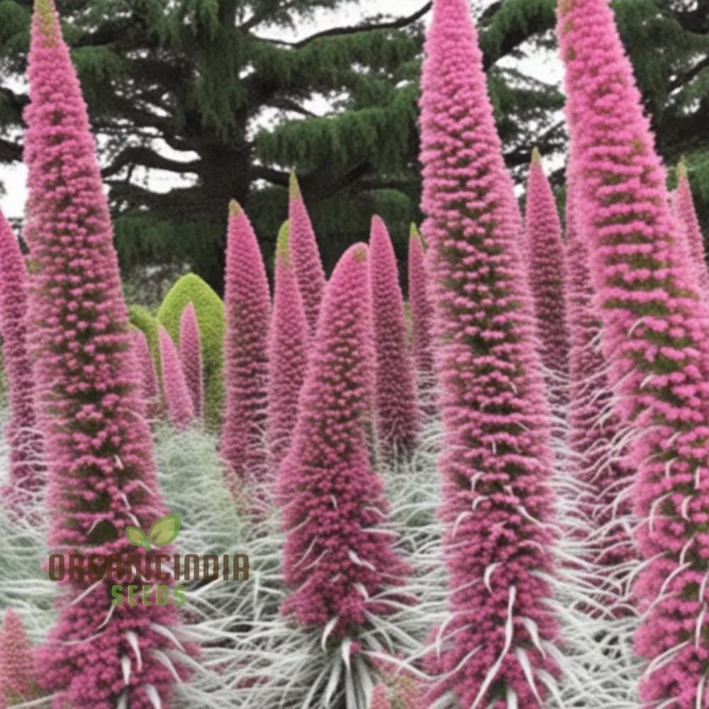 Echium Pink Poker Flower Seeds For Planting, Premium Quality Organic Seeds for Your Garden - Image 3