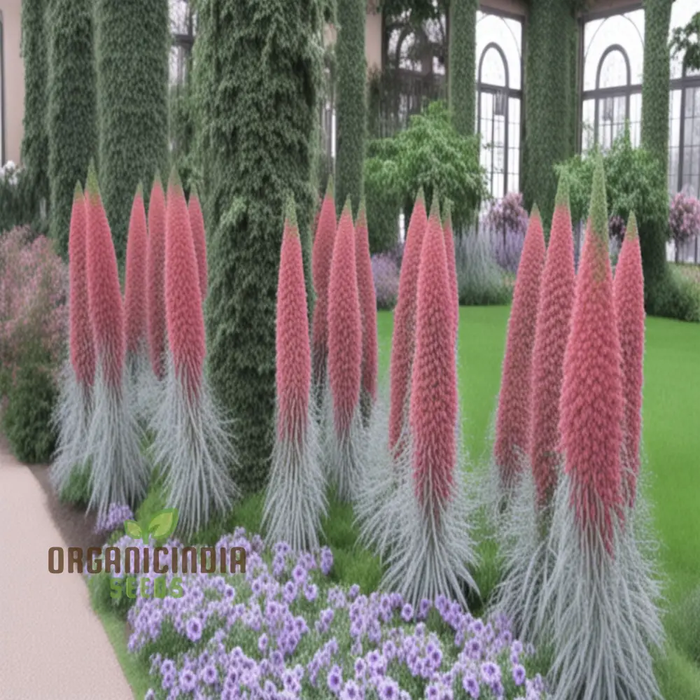 Echium Pink Poker Flower Seeds For Planting, Premium Quality Organic Seeds for Your Garden - Image 4