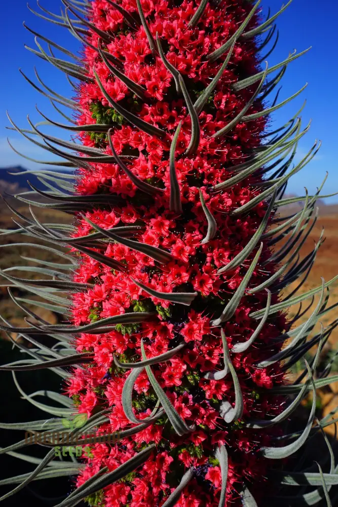 Echium Russicum Flower Seeds For Planting, Vibrant Additions to Your Garden's Beauty