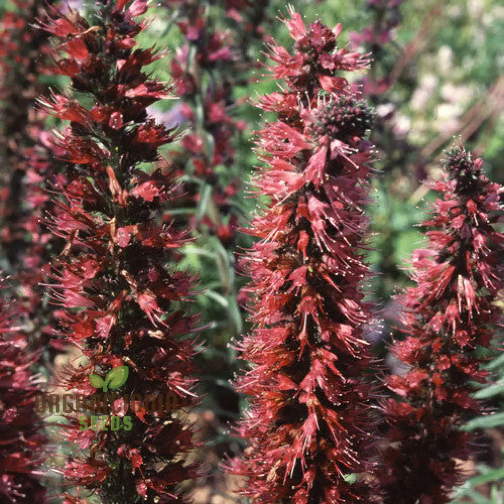Echium Russicum Flower Seeds For Planting, Vibrant Additions to Your Garden's Beauty - Image 3
