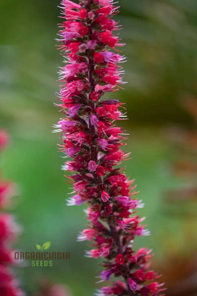 Echium Russicum Flower Seeds For Planting, Vibrant Additions to Your Garden's Beauty - Image 4