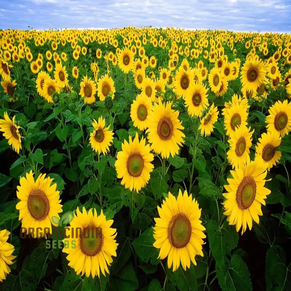 Edible Giant Sunflower Seeds – Grow Mammoth Sunflowers for Backyards, Kids Gardens, Pollinator Spaces & Seed Harvesting - Image 3