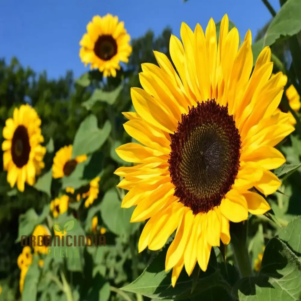 Edible Giant Sunflower Seeds – Grow Mammoth Sunflowers for Backyards, Kids Gardens, Pollinator Spaces & Seed Harvesting - Image 4