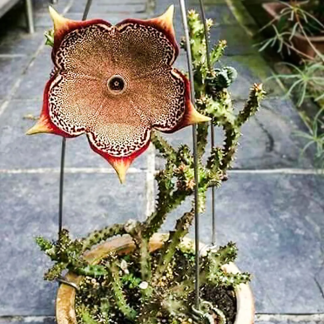 Edithcolea Grandis Seeds – Persian Carpet Flower Succulent