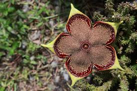 Edithcolea Grandis Seeds – Persian Carpet Flower Succulent - Image 3
