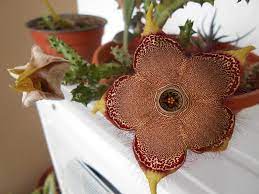 Edithcolea Grandis Seeds – Persian Carpet Flower Succulent - Image 4