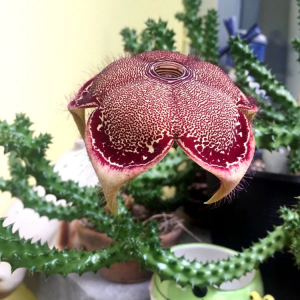 Edithcolea Grandis Seeds – Persian Carpet Flower Seeds For Planting | 100 Pcs
