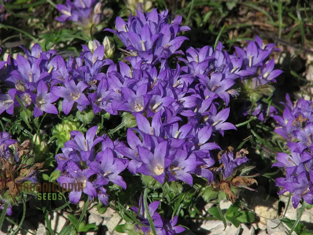 Edraianthus Graminifolius Flower Seeds For Planting, Graceful Grass-Like Blooms for Your Garden