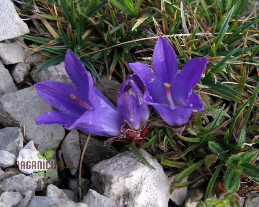 Edraianthus Graminifolius Flower Seeds For Planting, Graceful Grass-Like Blooms for Your Garden - Image 3