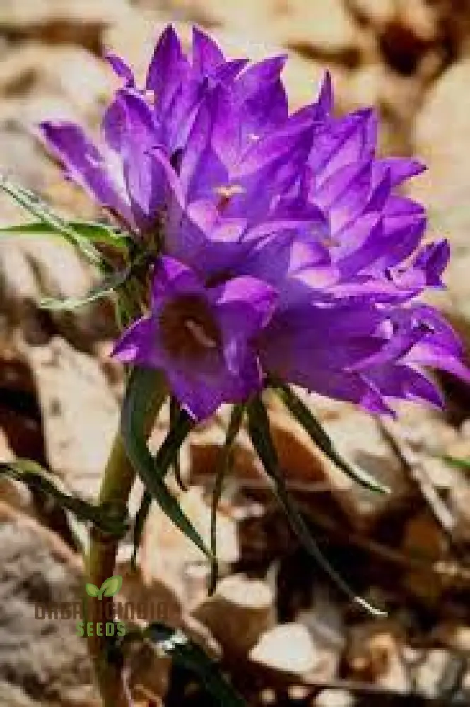Edraianthus Graminifolius Flower Seeds For Planting, Graceful Grass-Like Blooms for Your Garden - Image 4