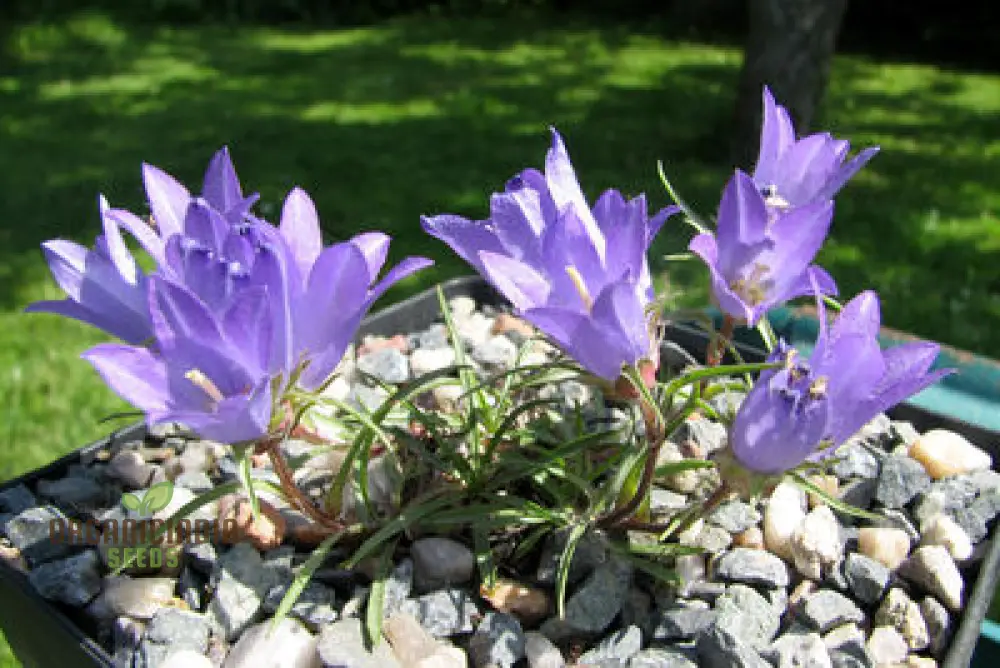 Edraianthus Montenegrinus Flower Seeds For Planting Alpine Elegance for Your Garden