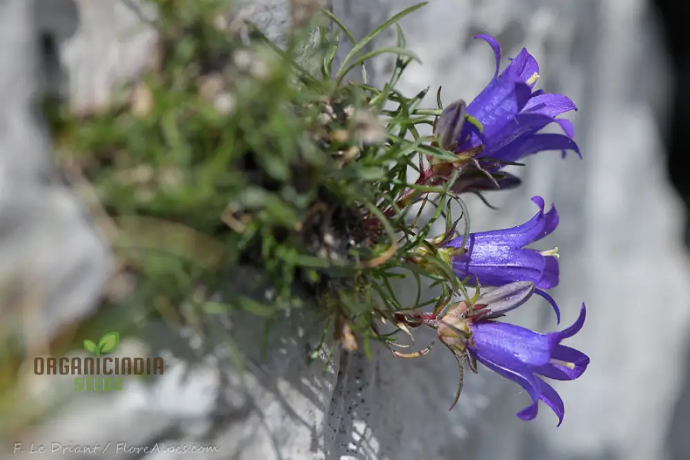 Edraianthus Montenegrinus Flower Seeds For Planting Alpine Elegance for Your Garden - Image 3