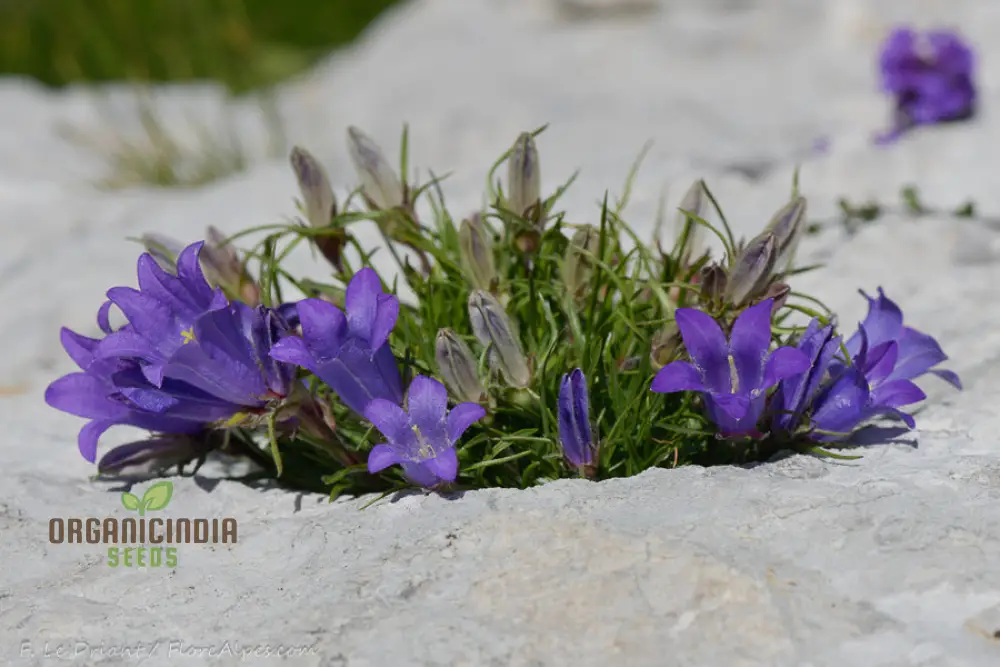 Edraianthus Montenegrinus Flower Seeds For Planting Alpine Elegance for Your Garden - Image 4