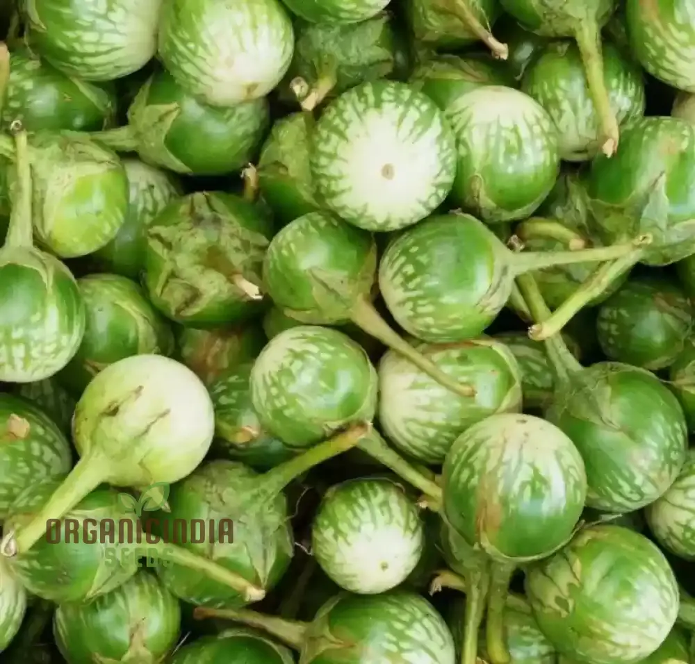 Eggplant - Asian Mini Green F1 Seeds Elevate Your Gardening with High-Yield, Flavorful Harvests!