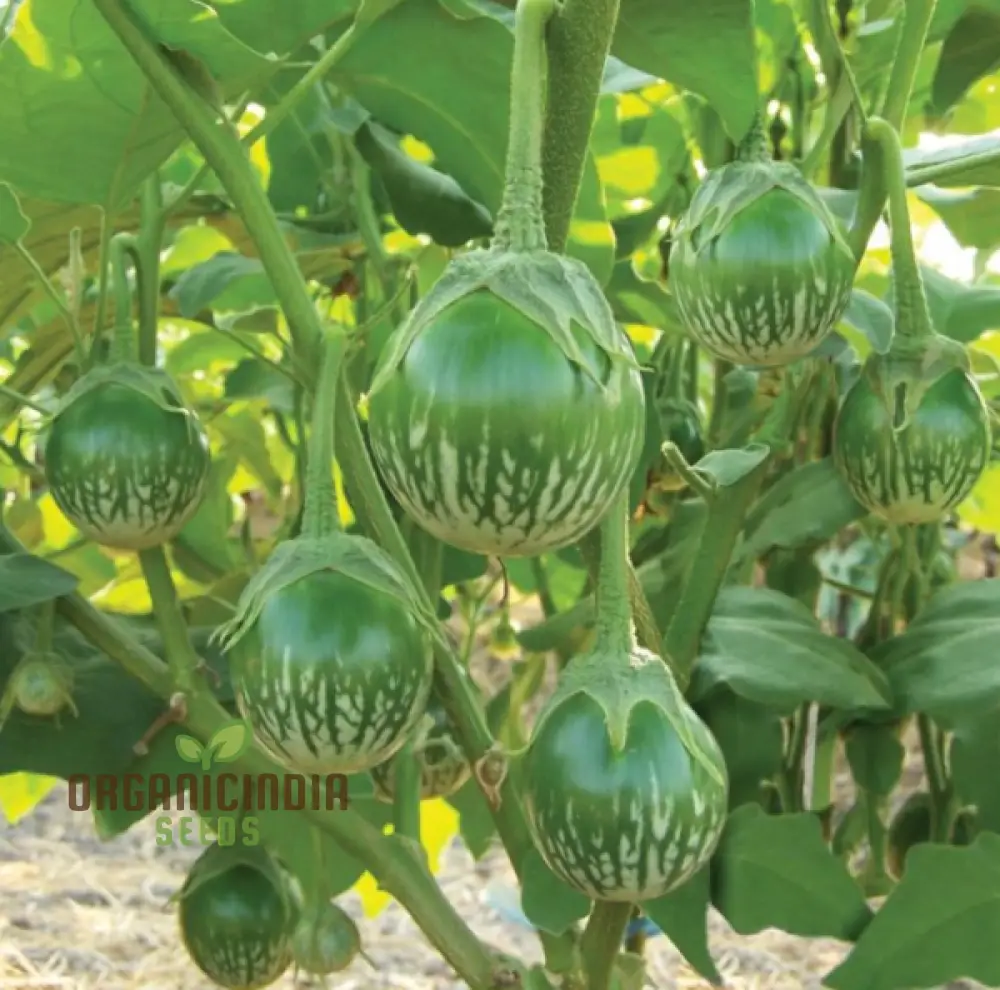 Eggplant - Asian Mini Green F1 Seeds Elevate Your Gardening with High-Yield, Flavorful Harvests! - Image 3