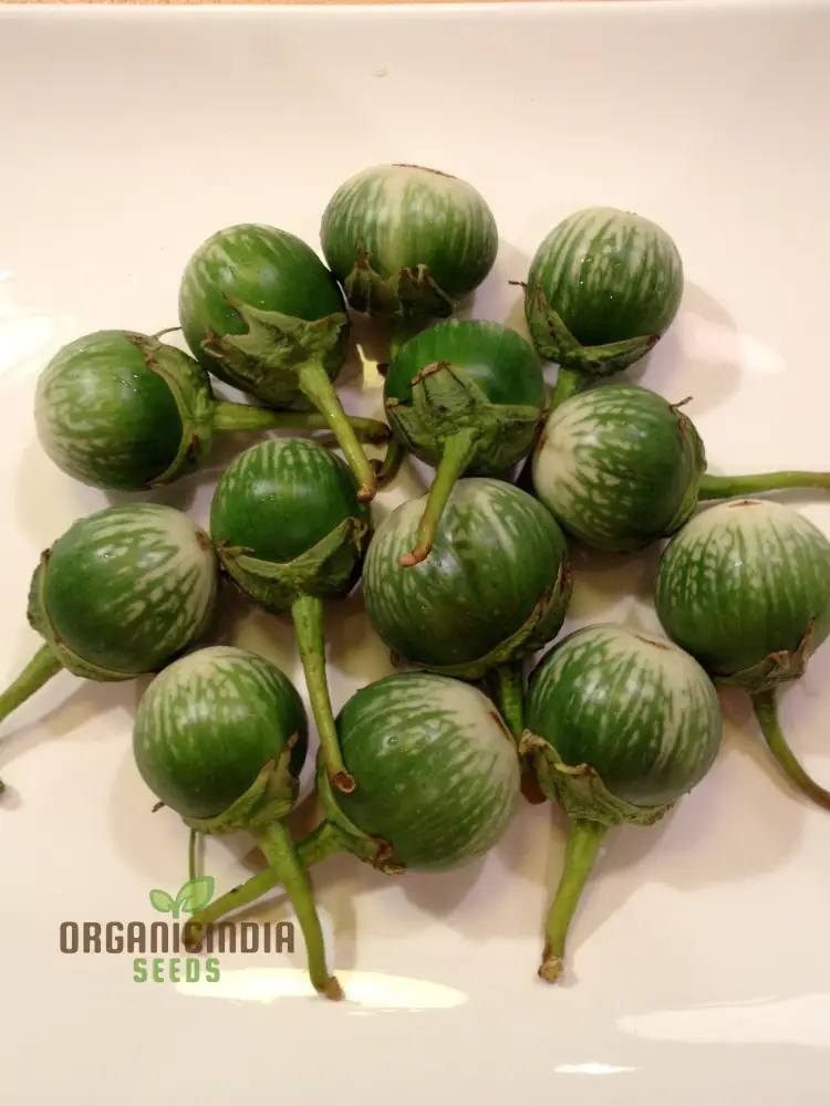 Eggplant - Asian Mini Green F1 Seeds Elevate Your Gardening with High-Yield, Flavorful Harvests! - Image 4