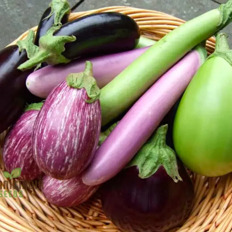 Eggplant Heirloom Mix Seeds Elevate Your Gardening with a Variety of Flavors and Colors Straight from Your Garden!