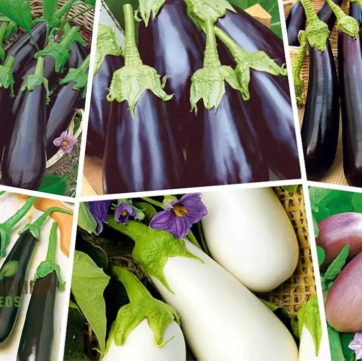 Eggplant Heirloom Mix Seeds Elevate Your Gardening with a Variety of Flavors and Colors Straight from Your Garden! - Image 3