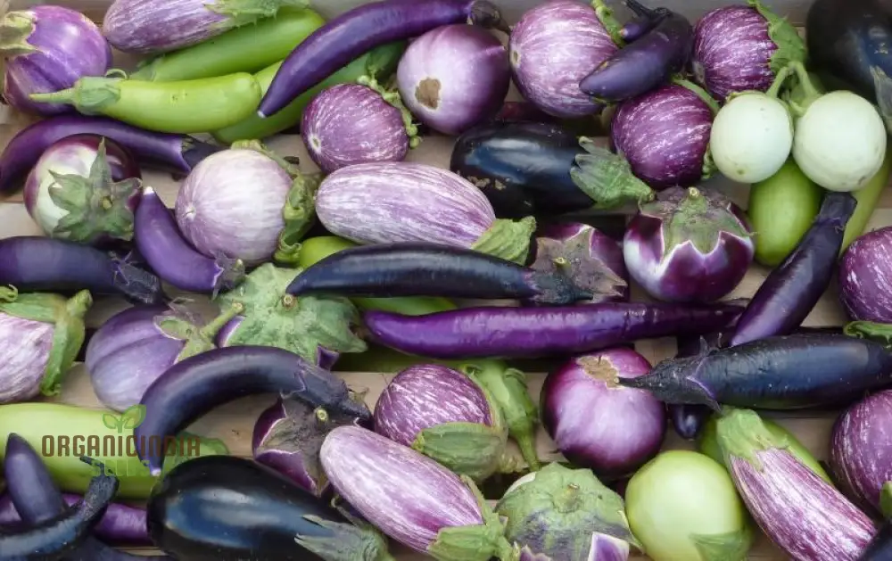 Eggplant Heirloom Mix Seeds Elevate Your Gardening with a Variety of Flavors and Colors Straight from Your Garden! - Image 4