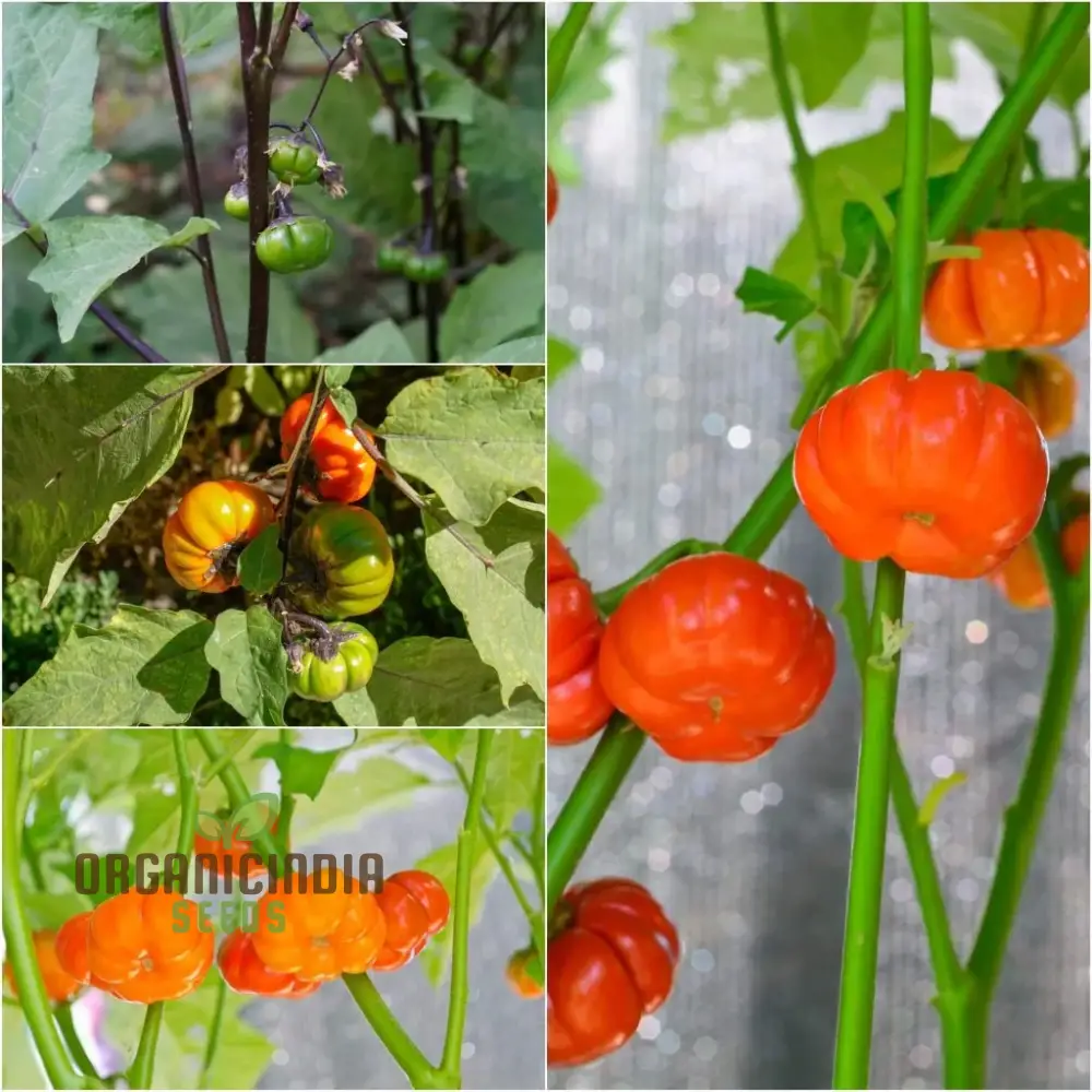 Eggplant - Red Ruffle Seeds  Elevate Your Gardening with Vibrant, Flavorful Harvests! - Image 3