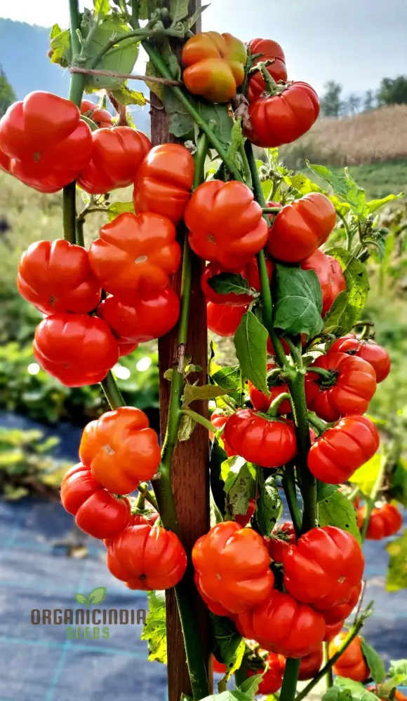 Eggplant - Red Ruffle Seeds  Elevate Your Gardening with Vibrant, Flavorful Harvests! - Image 4