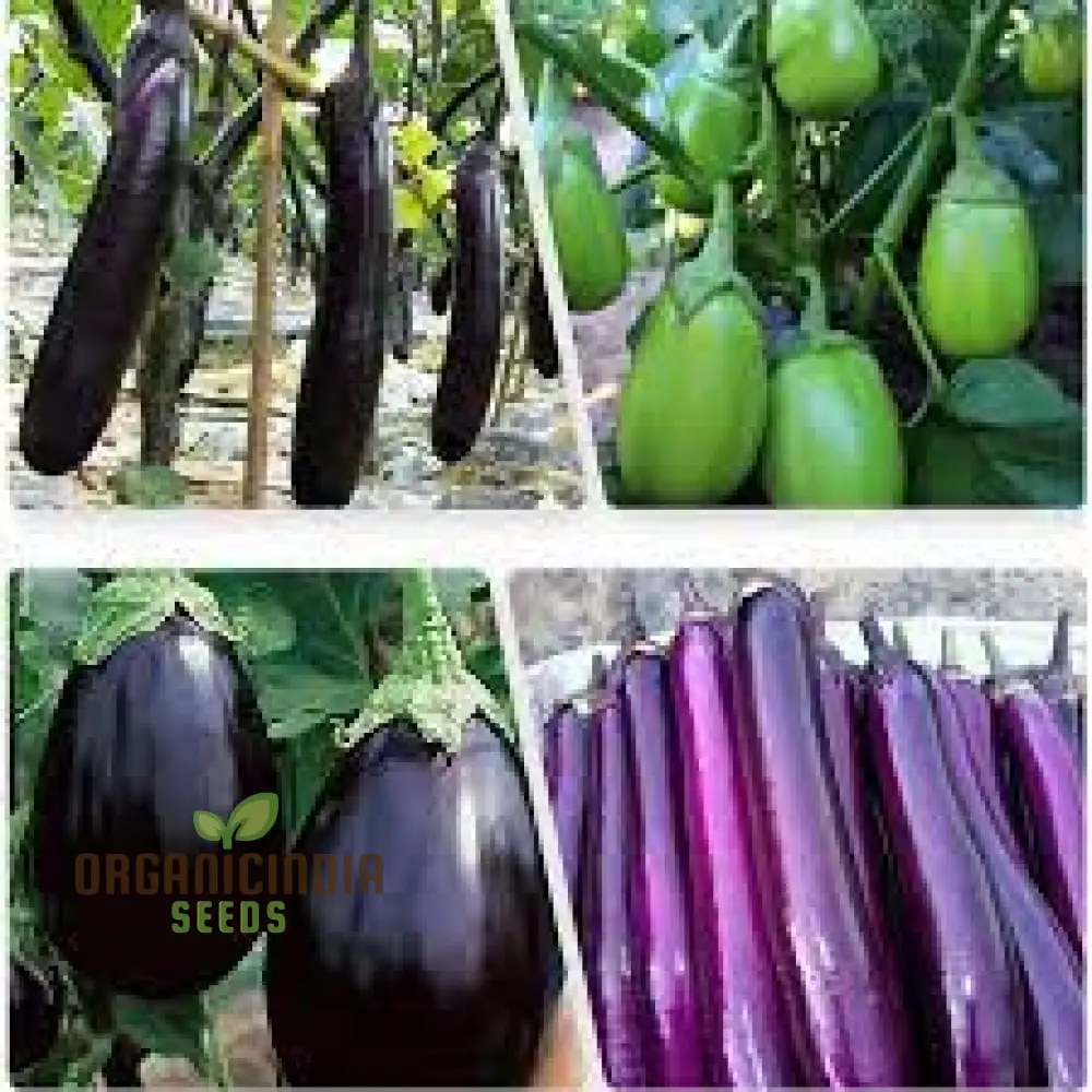 Eggplant Seeds Assorted 5 Packs | Premium Quality for Planting and Gardening - Image 3