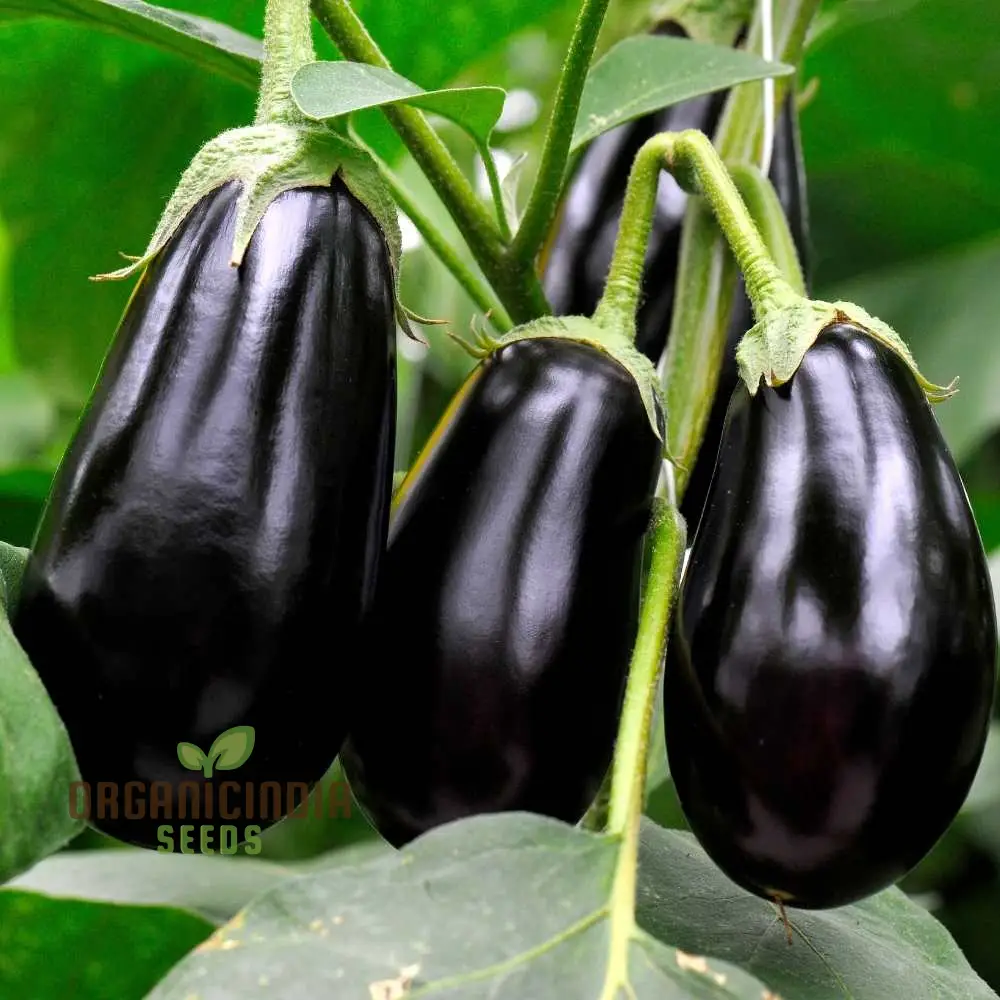 Eggplant Seeds - Black Beauty for Successful Planting